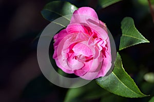 Camelia in full bloom in wintertime