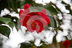 Camelia or Japanese rose photo