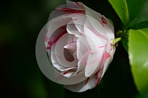 Camelia japonica flower