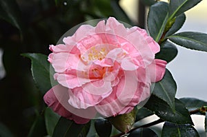 Camelia