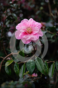 Camelia tree blossom in spring