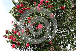 Camelias at Holehird Gardens near Windermere, Lake District, Cumbria, England, UK