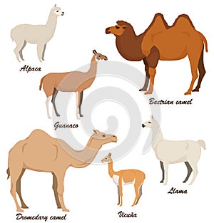 Camelids vector illustration set: dromedary camel, bactrian camel, llama, alpaca, vicugna, guanaco photo
