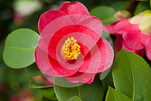 Camellia photo