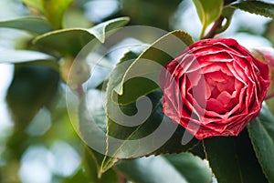 Camellia
