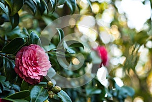 Camellia