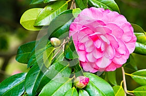 Camellia