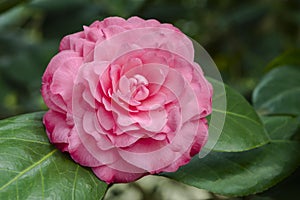 Camellia