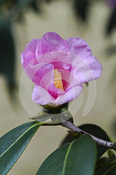 Camellia