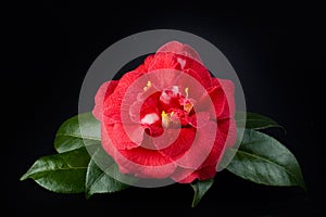 Camellia