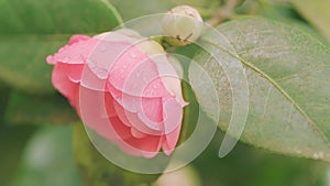 Camellia April Dawn Blush. Pink Flower With Plant In Nature. Spring Flowering Common Camellia Or Japanese Rose Shrub.