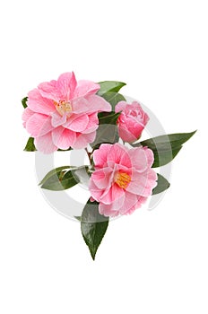 Camellia arrangement photo