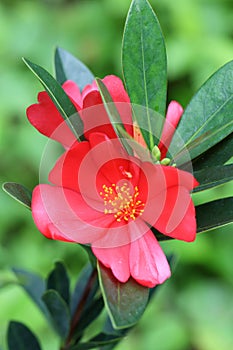 The flower of Camellia azalea photo