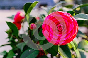 A camellia