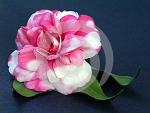 Camellia Bloom