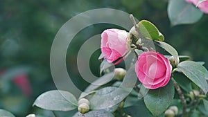Camellia Bloom On Green Bush In Garden. Pink Camellia In Flower. Beautiful Pink Flower With Soft Petals.