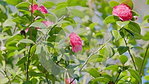 Camellia Bloom On Green Bush In Garden. Pink Camellia In Flower. Beautiful Pink Flower With Soft Petals.