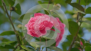 Camellia Bloom On Green Bush In Garden. Pink Camellia In Flower. Beautiful Pink Flower With Soft Petals. Rack focus.