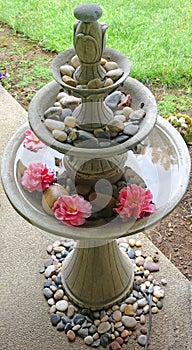 Camellia Blooms in water fountain