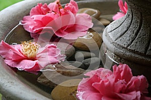 Camellia Blooms in water fountain