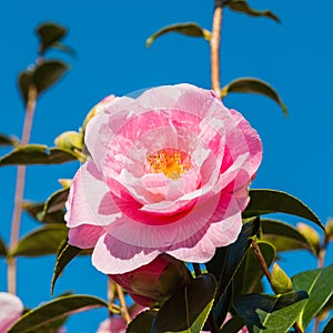 Camellia Blue Sky