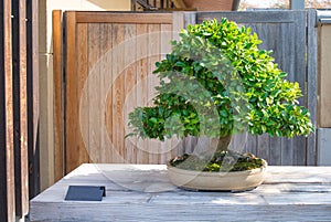 Camellia bonsai tree in Omiya bonsai village