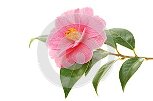 Camellia and branch photo