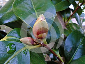 Camellia Bud in Amongst the Leaves