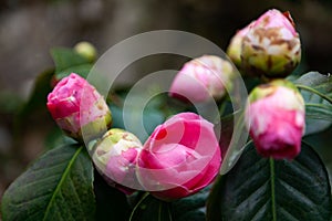 Camellia buds