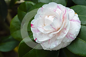 Camellia