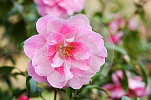 Camellia flower