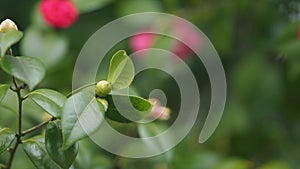 Camellia Flower Bud Blooms On An Evergreen Spring Shrub. Camellia Bush Flowering During Spring.