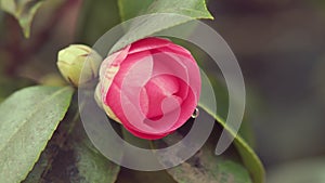 Camellia Flower Bud Blooms On An Evergreen Spring Shrub. Camellia Bush Flowering During Spring.