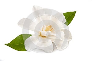 Camellia flower