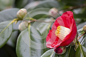 Camellia flower in the foreground and some buds about to bloom in the background out of focus, selective focus