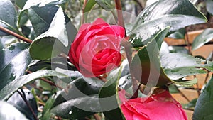 Camellia flower from the garden ,2021