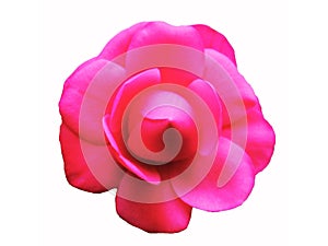 The Camellia flower in half way bloom in white background