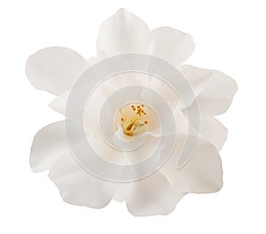 Camellia flower photo