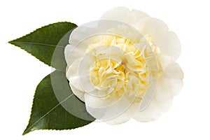 Camellia Flower with Leaves Isolated on White