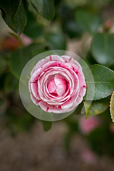 The camellia is a flower of oriental origin, also called the Rose of Japan