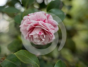 The camellia is a flower of oriental origin, also called the Rose of Japan