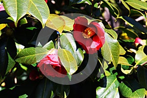 Camellia flowers