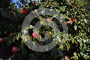 Camellia flowers