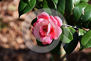 Camellia flowers