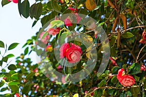 Camellia flowers bloom on a tree in summer