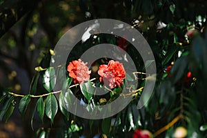 Camellia flowers on a Bush in spring