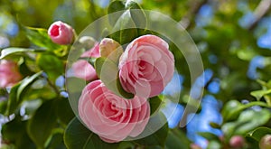 Camellia flowers, Camelia Japonica in the springtime garden with nice bokeh background