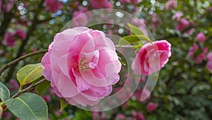 Camellia flowers, Camelia Japonica in the springtime garden with nice bokeh background