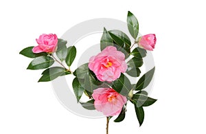 Camellia flowers and foliage