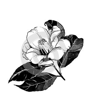 Camellia - flowers and leaves on a white background. Exotic flowers. Ink drawing. Decorative composition.